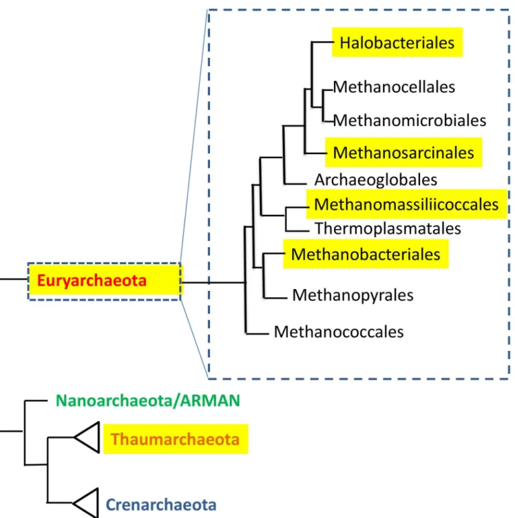 Fig 1. The distribution of human-associated archaea in the phylogenetic tree of the domain Archaea