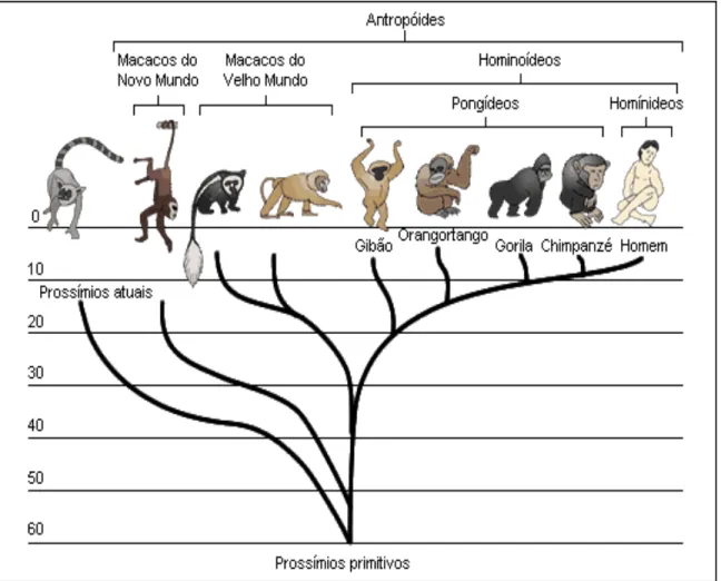 Figura 1 -  Árvore filogenética dos primatas.