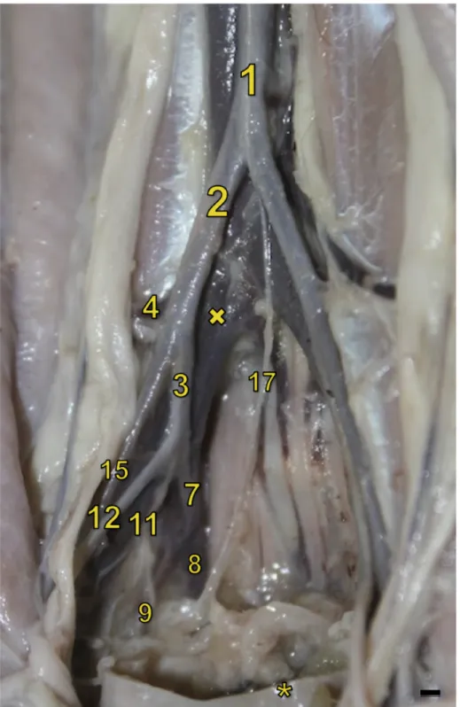 Figura 2 – Visão ventral dos vasos da pelve de Sapajus com indicação das artérias do lado direito, onde 1 indica a aorta abdominal, 2 A