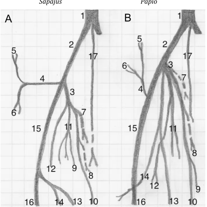 Figura - 5 Desenho esquemático representando o padrão arterial de  membro pélvico direito de Sapajus (A) e Papio (B) (baseado em Swindler e Wood, 1973)