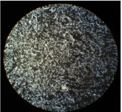 Figura 2.1 – Microfotografia de um poço numa lâmina preparada com lisado antigénico  de  B