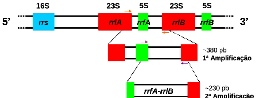 Figura 2.4 - Representação esquemática da amplificação da região intergénica 23S(rrl)- 23S(rrl)-5S(rrf) por nested-PCR (esquema original do autor)