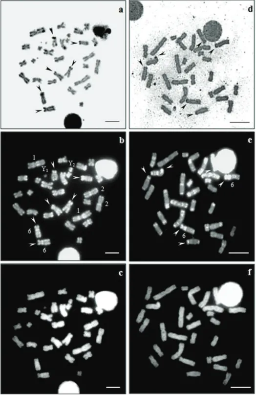 Figure 2. Sequential staining of A. obscurus (a–c) and A. imbriatus (d–f) karyotypes with AgNO 3 /CMA 3 / DA/DAPI