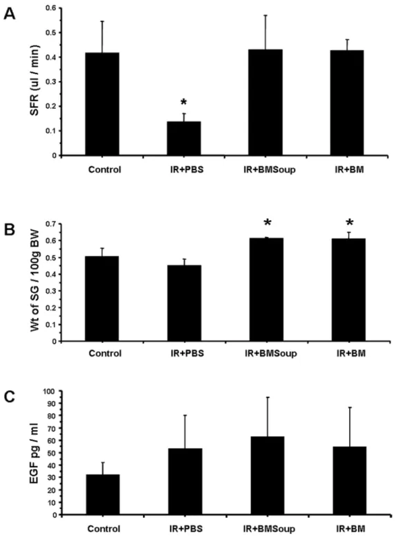 Figure 1. Bone Marrow Soup re-established saliva secretion following irradiation. A. At week 8 post-irradiation, BM Soup-treated mice (IR+BMSoup) had their salivary flow rate (SFR; ul/min/per g of body weight) restored to normal levels (100%; 0.4 ul/min) w