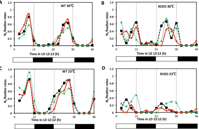 Fig 1. Daily patterns of nitrogen fixation in WT vs. RCKO strains. A and C, nitrogen fixation activities of the wild-type R