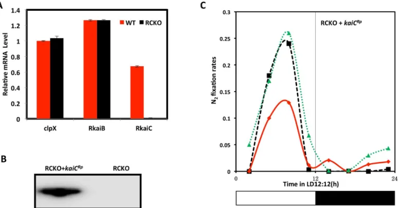 Fig 2. Characterizations of the RCKO and RCKO+kaiC Rp strains. A. The mRNA levels of kaiB Rp and kaiC Rp were quantified by quantitative PCR from the WT (red) and RCKO (black) strains