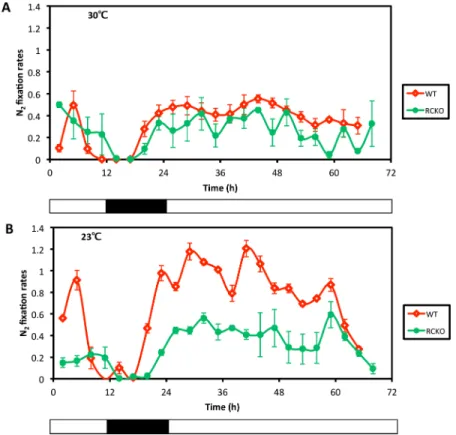 Fig 3. Lack of robust persistence of the nitrogen fixation rhythm in LL after transfer from LD