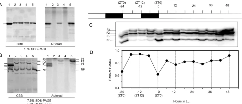 Fig 4. Phosphorylation patterns of KaiC Rp in LD and LL. A &amp; B. Electrophoresis analyses of 32 P-labeled KaiC Se and KaiC Rp 