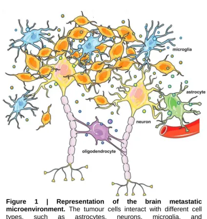 Figure  1  |  Representation  of  the  brain  metastatic  microenvironment.  The  tumour  cells  interact  with  different  cell  types,  such  as  astrocytes,  neurons,  microglia,  and  oligodendrocytes