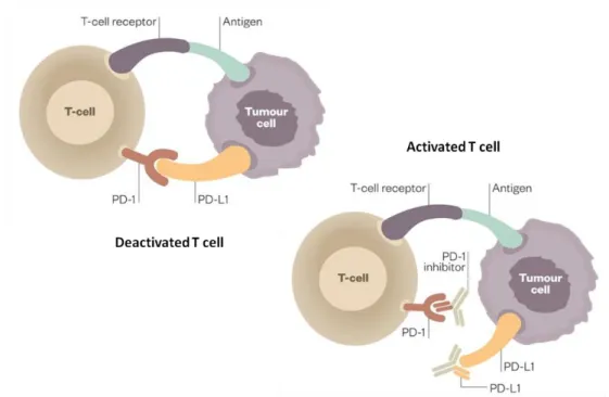Figure 2 | Schematic representation of the PD-1/PD-L1 axis. T cells are deactivated upon  PD-1  and  PD-L1  interaction  and  activated  when  inhibitors  block  this  interaction