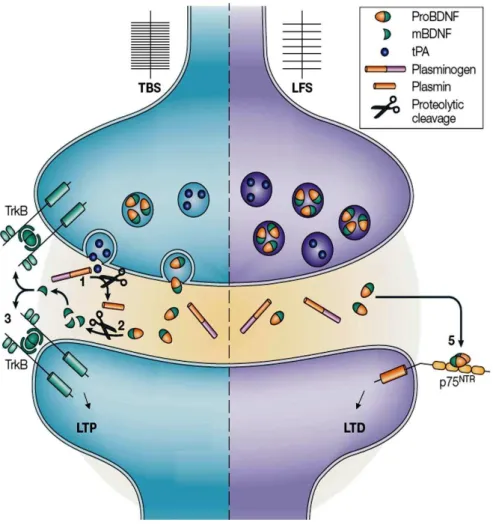 Figure 1.1 – Regulation of BDNF release upon synaptic activity. 