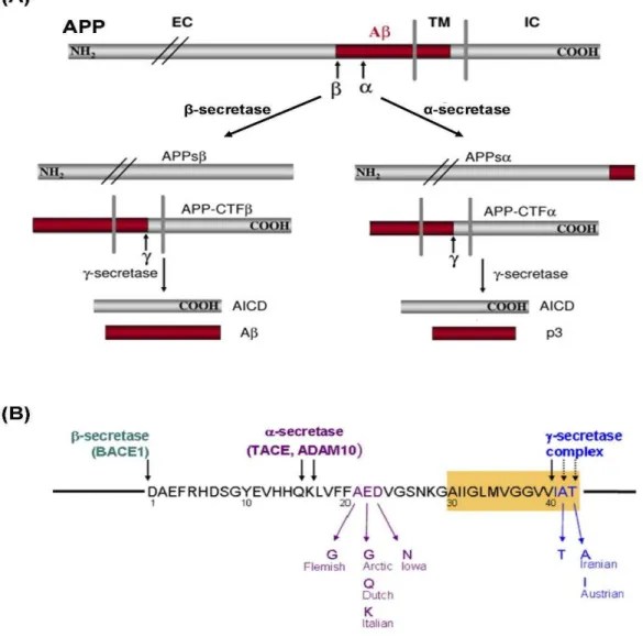Figure 1.8 – APP processing and Aβ formation.  