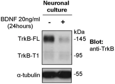 Figure 3.3 – Anti-TrkB antibody specificity 
