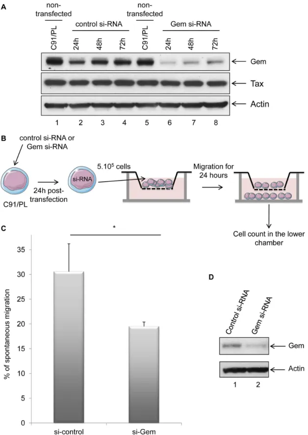 Figure 7. Gem is involved in HTLV-1-infected cell migration. (A): Western blot analyses were performed on 70 mg of protein extracts from C91/PL (HTLV-1-infected) lymphocytes transfected either with 75 nM of Gem siRNA or control siRNA