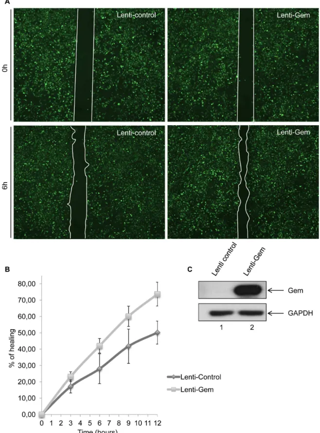 Figure 8. Gem expression is sufficient to increase cell motility. (A): HeLa cells were transduced with Lenti-control or Lenti-Tax viral particles.