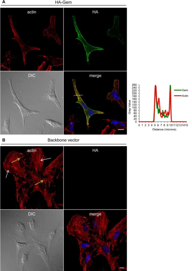 Figure 3. Gem expression induces actin re-localization. (A, B): HeLa cells were transfected with 400 ng of (A): HA-Gem, (B): backbone vector.
