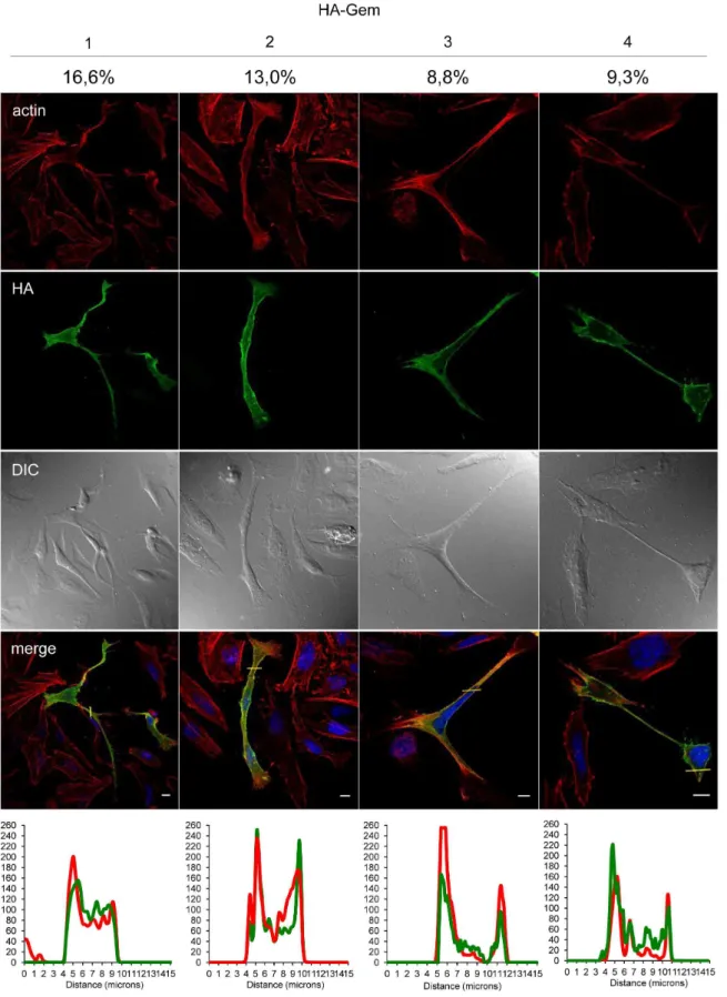 Figure 4. Gem expression induces morphological changes. HeLa cells were transfected with 400 ng of HA-Gem