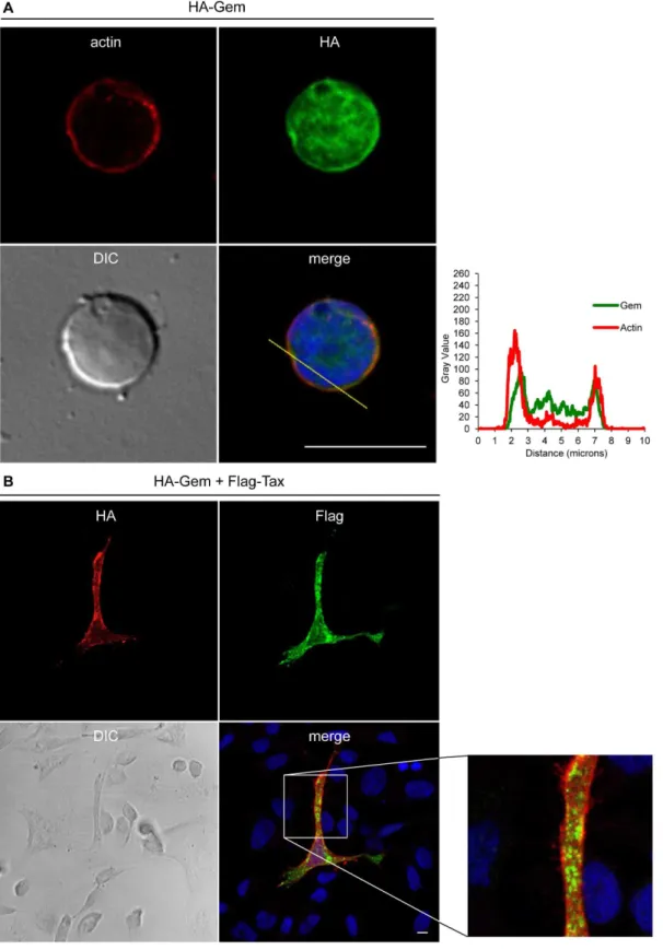 Figure 5. Gem colocalizes with actin but not with Tax. (A): PBLs were electroporated with 5 mg of HA-Gem and forty-eight hours later cells were processed as in (B)