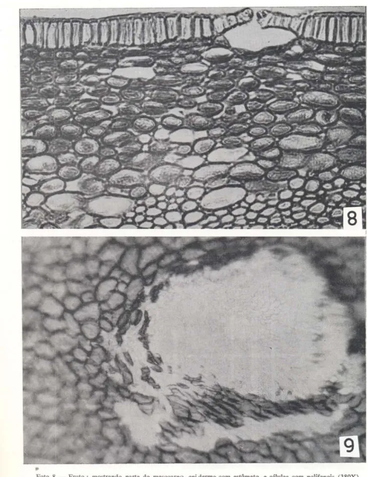 Foto  8  -Fruto:  mostrando  parte  do  mesocarpo,  cpi derme com  estômato,  e  células  com  polifeoois  (380X)  9  - Pseudo  fruto  em  corte  Lraosversal  mostro ndo  um  feixe  vascular  e  células  tanüeras  (70X) 