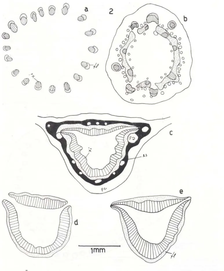 Fig.  2:  a)  sistema  vascular  da  extremidade proximal  do  pccíolo,  om  pooco  afastado  do  ponto  de  inserção: 