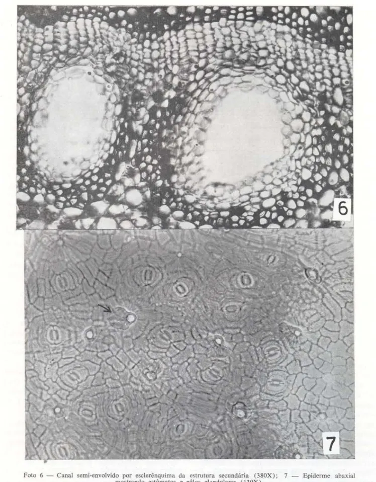 Foto  6  - Canal  semi-envolvido  por  esclerênquima  da  estrutura  secundária  (380X);  7  - Epiderme  abaxial  mostrando  estômatos  e  pêlos  glandulares  (  130X) 