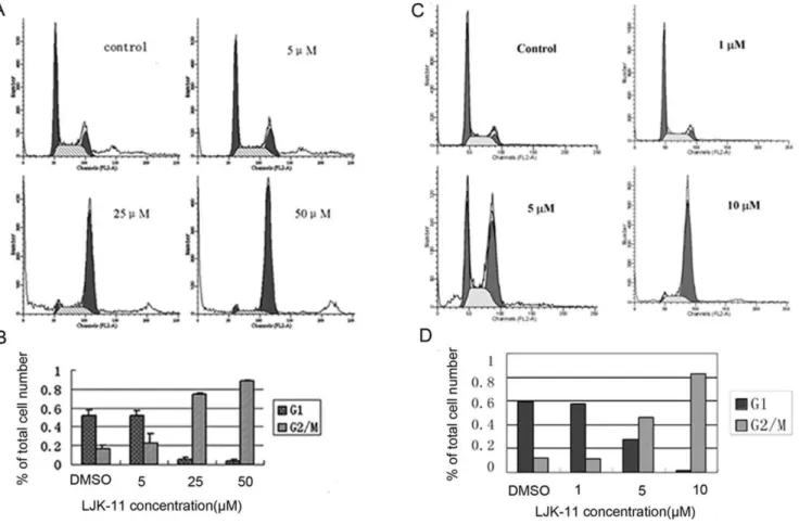 Figure 5. Effects of LJK-11 on cell cycle distribution. A. Flow cytometry analysis of LJK-11-treated A549 tumor cells