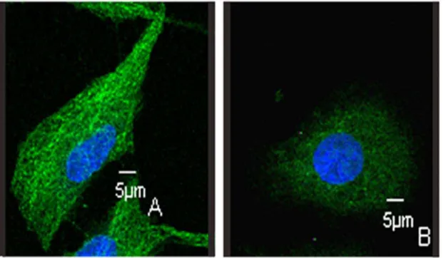 Figure 7. Effects of LJK-11 on tubulin structure in non-mitotic cells. A549 cells were incubated on glass coverslips with (B) or without (A) LJK- LJK-11 for 4 hours, and then fixed and stained with a -tubulin antibody to visualize microtubules (green) and 