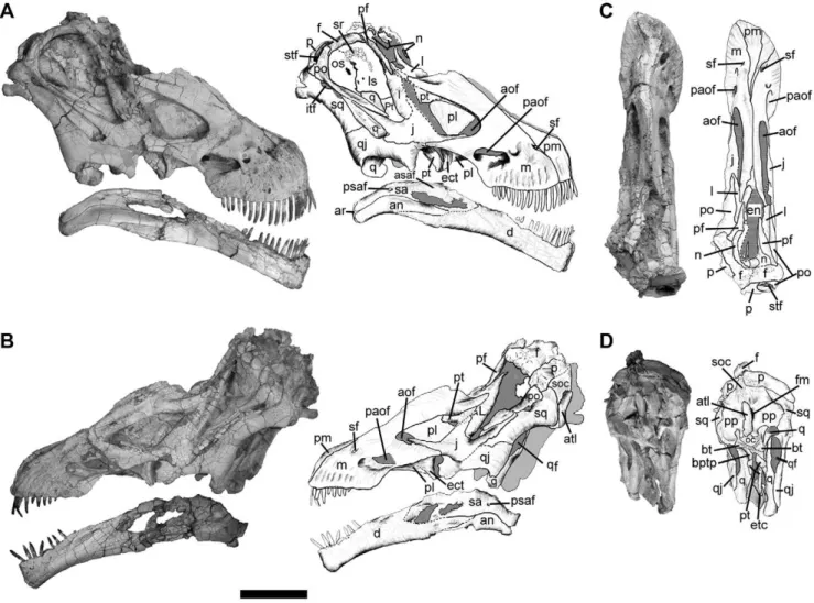Figure 1. Skull of Tapuiasaurus macedoi , gen. n. sp. n. Photographs and half-tone drawings of the skull of the holotype MZSP-PV 807 in right lateral view (A), left lateral view (B), dorsal view (C), and occipital view (D)
