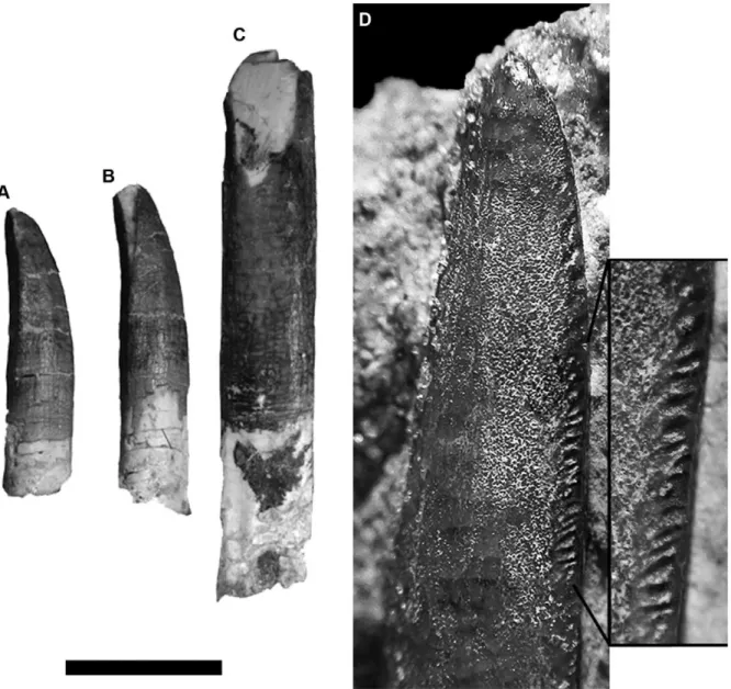 Figure 2. Dentition of Tapuiasaurus macedoi , gen. n. sp. n. Upper teeth in distal (A, B) and labial (C) views; premaxillary tooth in labial view (D) with detail of the premaxillary tooth showing the grooves along the carina