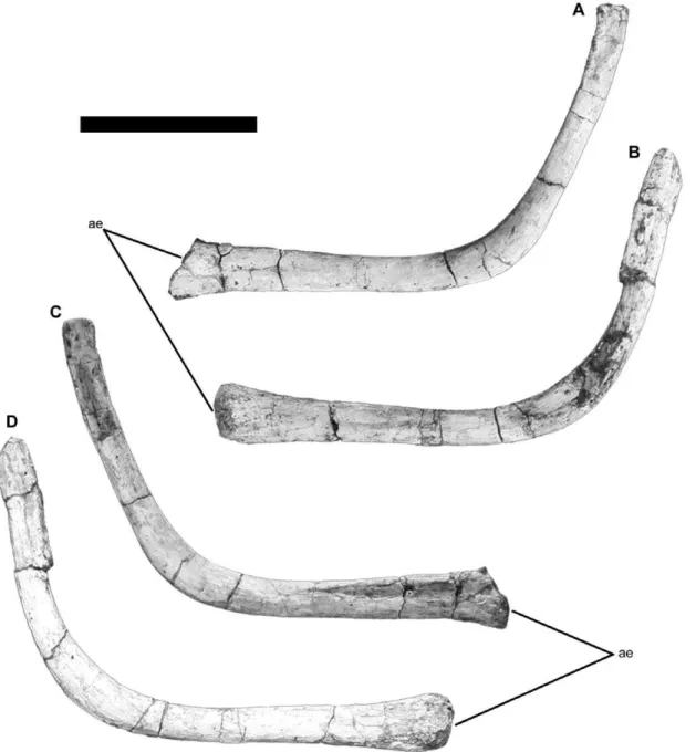 Figure 3. Hyoid apparatus of Tapuiasaurus macedoi , gen. n. sp. n. Left element in lateral view (A); right element in medial view (B); left element in medial view (C); right element in lateral view (D)