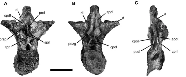 Figure 4. Vertebrae of Tapuiasaurus macedoi , gen. n. sp. n. Dorsal vertebra of the holotype MZSP-PV 807 in anterior (A), posterior (B), and right lateral (C) views