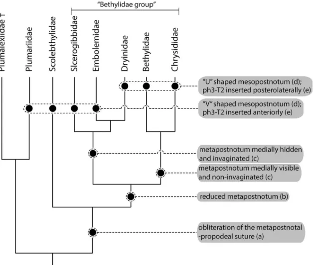 Fig 8. Cladogram of families of Chrysidoidea modified from Brothers ([36], Fig 22). Black hatchmarks indicate shared state according: (a) Brothers [37];