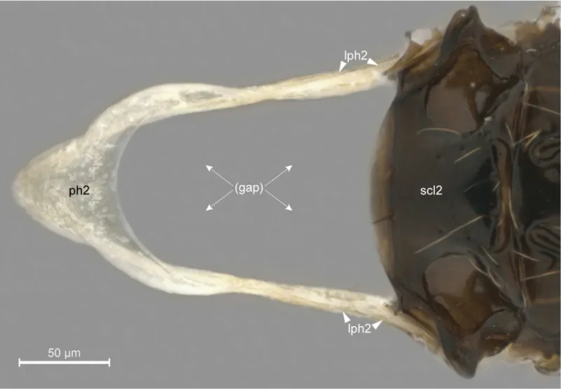 Fig 5. Detail of mesopostnotum, dorsal view. Pristocera sp. (Pristocerinae). Scale bar in the figure.