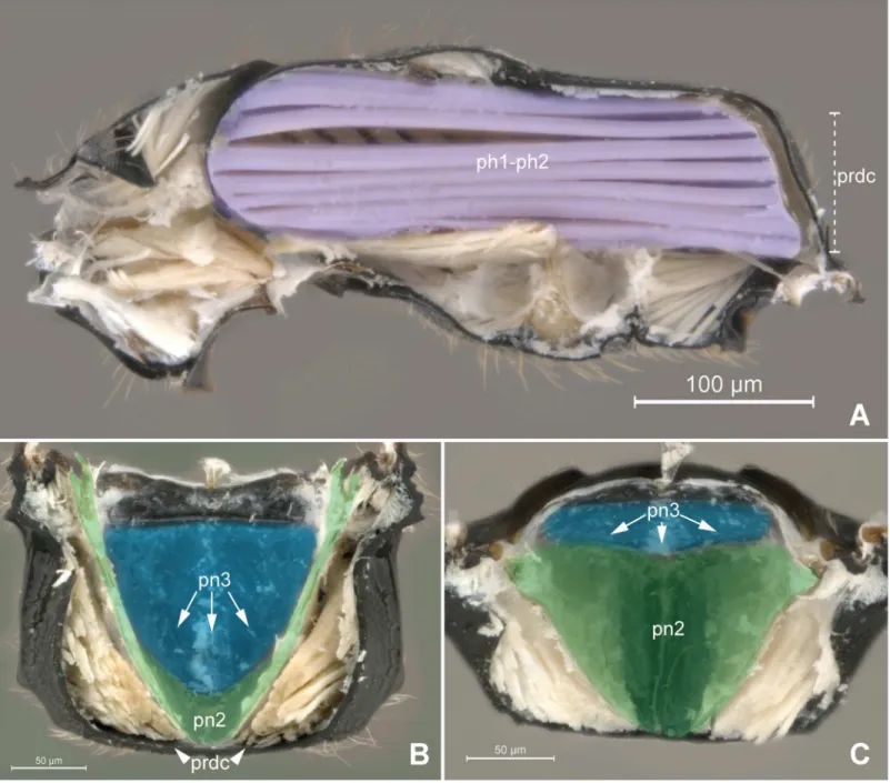 Fig 6. Detail of Meso- and metapostnotum. 6A Pseudisobrachium sp. (Pristocerinae), 6B-C Chlorepyris sp