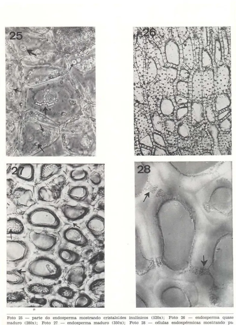 Foto  25  - parte  do  endosperma  mostrando  cristalo~des  inulínicos  (520x);  Foto  26  - endosperma  quase  maduro  (280x);  Foto  27  - endosperma  maduro  (350x);  Foto  28  - células  endospérmicas  mostrando   pa-redes  com  áreas  de  pontuações  