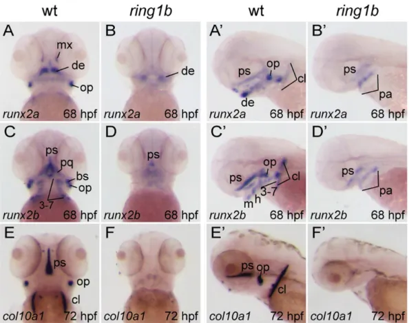 Figure 6. Loss of endochondral and dermal ossification in ring1b mutants. Ventral (A–D, E, F) and lateral (A’–D’, E’,) views of in situ hybridizations with riboprobes against the indicated genes in WT and ring1b mutants at 68–72 hpf