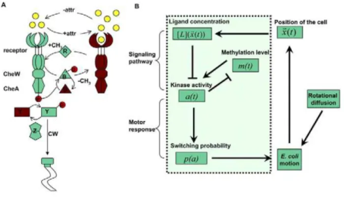 Figure 1. Illustrations of the E. coli chemotaxis pathway and the SPECS (Signaling Pathway-based E
