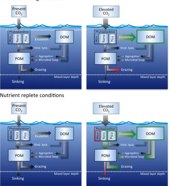 Fig. 2. Sketch of carbon pools and fluxes at present day (left panels) and elevated CO 2 levels (right panels) under nutrient-limiting (upper panels) and nutrient-replete conditions (lower panels)