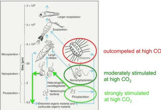 Fig. 3. Sketch of plankton groups and size classes represented in the mesocosms; blue arrows indicate trophic linkages; green circles and arrows indicate groups and processes stimulated by elevated CO 2 , red circle indicates diatoms being negatively impac