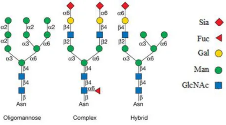 Figure  2  –  General  Structure  of  the  3  types  of  N-Glycans.  N-Glycans  can  be  of  three principal types: oligomannose, complex and  hybrid