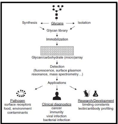 Figure 8 – Schematic of applications of glycan arrays in profiling of glycan-binding ligands   Adapted from Katrlík et al., 2010 (10) 