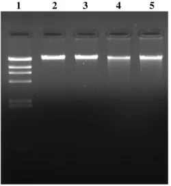 Fig 3: (a) Agarose gel electrophoresis of genomic DNA isolated from  human  blood  cells  using  magnetic  nanoparticles