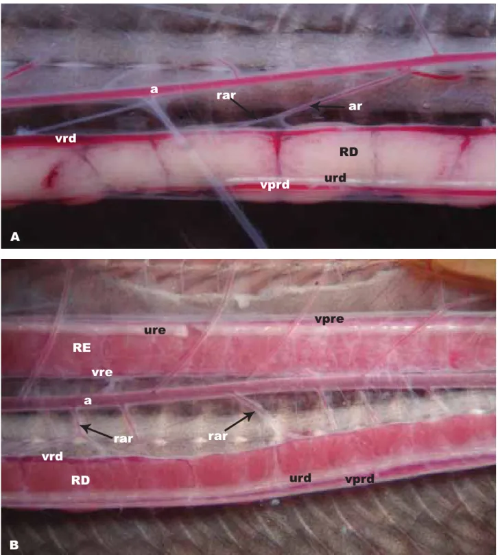 Figura 4 - Crotalus durissus, filhote. A - Aorta dorsal (a) e artéria renal (ar) com ramificações (rar).