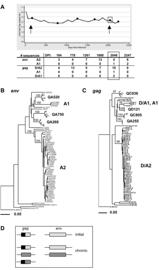 Figure 4. Case 2 (QB045): Intrasubtype Superinfection (Sub-Subtype A2–A1) between 1,680 and 2,048 DPI Detected in env and gag The layout of this figure is similar to that of Figure 3, as described in the legend for Figure 3.