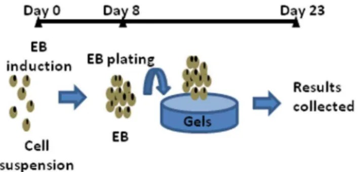 Figure 1. Schematic description of the experiment design. EBs were formed from the suspension of ES cells during the first 8 days.