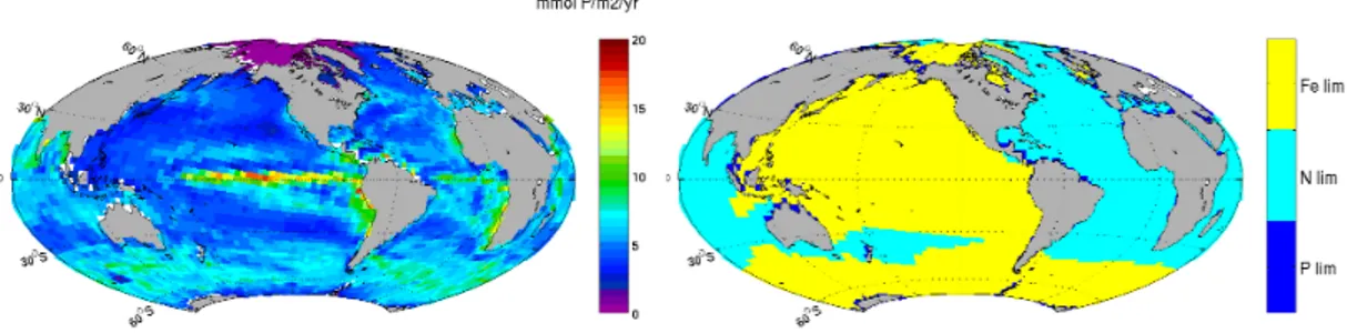 Fig. 3. Left, annually integrated photosynthesis in the euphotic ocean layer, the photosynthesis is expressed in mmol P m 2 yr −1 