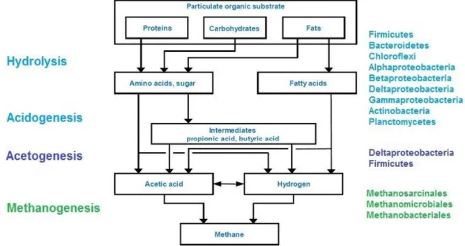 Fig. 1.1.: Anaerobic digestion flowchart (Prakash et al., 2015 and Cai et al., 2016, adapted) 