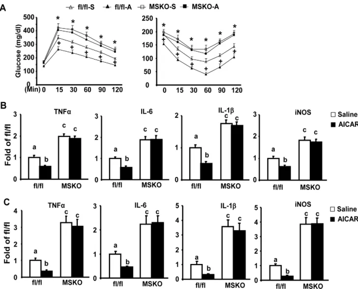 Figure 5. AICAR reduces insulin resistance and adipose inflammation in control fl/fl mice, but not in MSKO mice