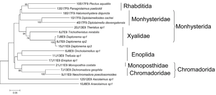 Table S1 Overview of marine nematode taxa used for barcoding with COI. (Number) corresponds to the numbers mentioned in figures 1 and 2, (n) number of specimens collected for each species, (locations) are Breskens (B), Paulina (P), Zeedorp (Z),  Kruispol-d