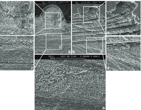 Fig. 4. Scanning electron microscope images of the P. maximus shell showing: (a) the shell surface stria sampled in SIMS profile P2; (b) the surface disturbance mark separating the second (T2) and third (T3) growth intervals sampled in SIMS profile P3; (c)